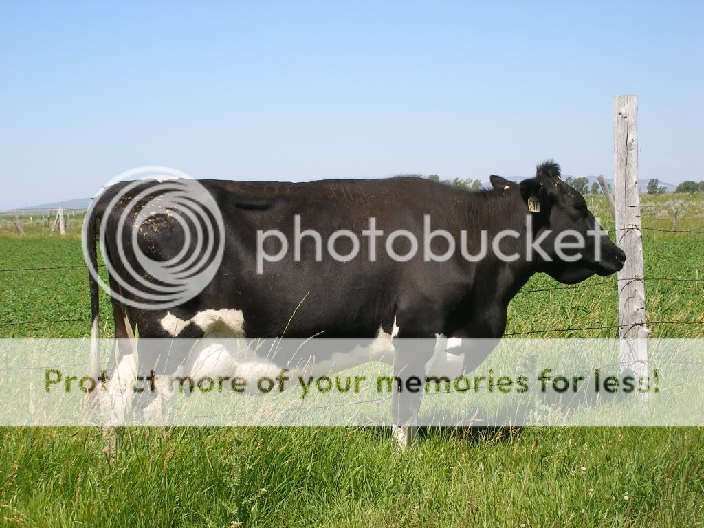 pics of cow problems and other stuff for the newbies